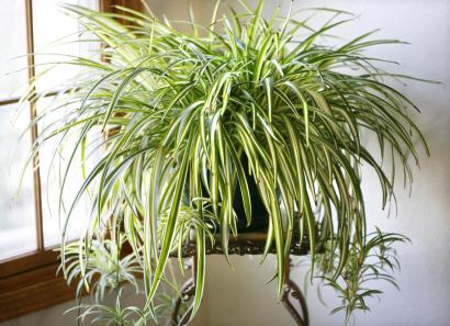 Are Spider Plants Toxic to Cats?