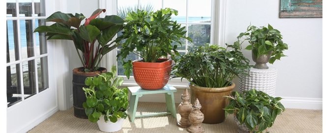 Indoor Air Cleaning Plants For A Winter Home