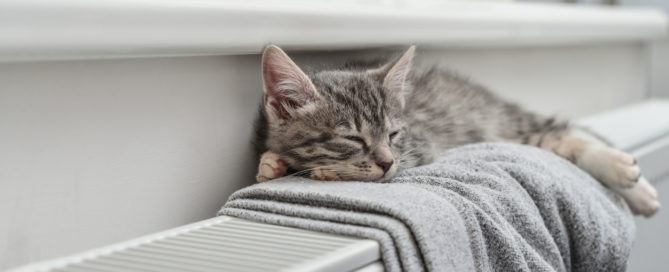 Pet Owners: Tips for Heating Your Home to Keep You and Your Pet Comfortable